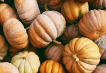 가을철 건강 관리 photo of orange and green squash lot