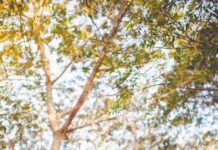 간헐적 단식의 모든 것 man with eyes closed and clasped hands in front of chest under green tree