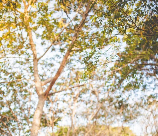 간헐적 단식의 모든 것 man with eyes closed and clasped hands in front of chest under green tree