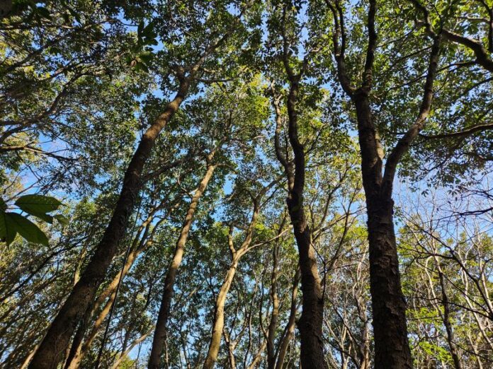 1. 완도 붉가시나무 자생지 1