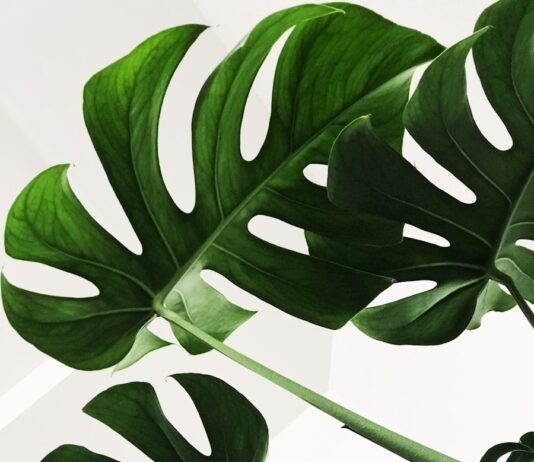 일상에 스며든 웰니스 문화… 건강한 삶, 작은 변화로 시작하세요 green leaves