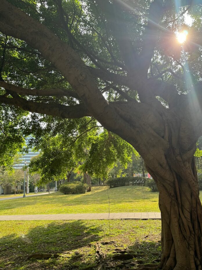Photo by shao H the sun shines through the branches of a large tree