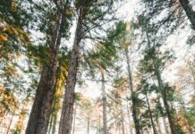 뇌건강, 일상에서 실천하는 새로운 루틴 woman walking near plants and tall trees during daytime