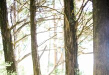 ‘나를 돌보는 삶’, 웰니스 문화가 이끄는 새로운 일상 people walking on dirt road between trees during daytime