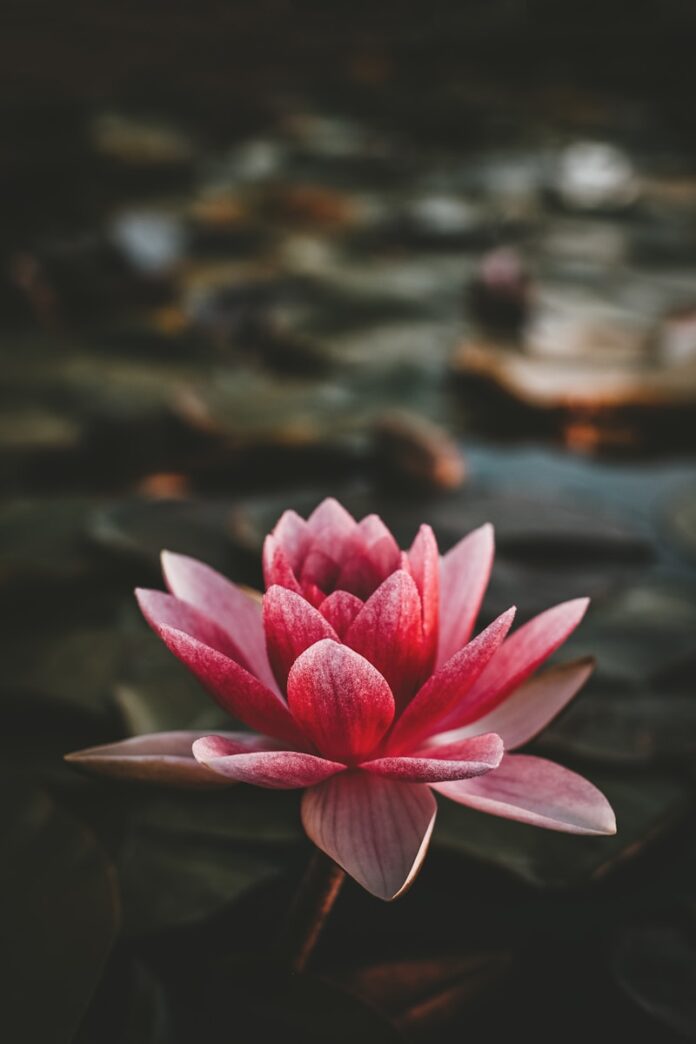 Photo by Zoltan Tasi pink and white lotus flower