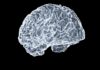 뇌건강 지키기, 일상 속 작은 변화가 해답 a close up of a human brain on a black background