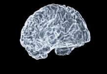 뇌건강 지키기, 일상 속 작은 변화가 해답 a close up of a human brain on a black background
