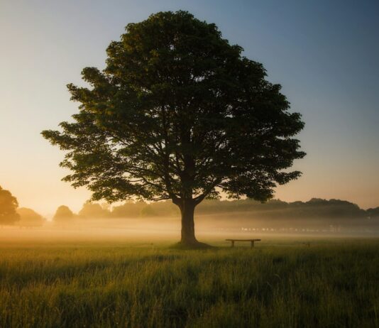스트레스 완화하는 ‘마음 운동’…한국인의 일상에 스며드는 마인드풀니스 green leafed tree surrounded by fog during daytime